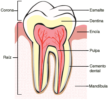 estructura_diente